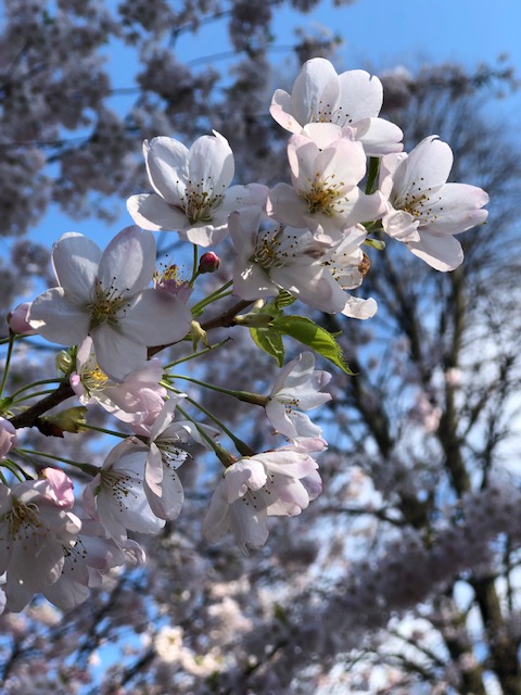 Perfecting Your Pacing this Spring: How to Tap into the Wisdom of the Wood Element