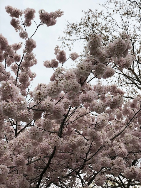 Your Second Spring: Making the Most of Menopause