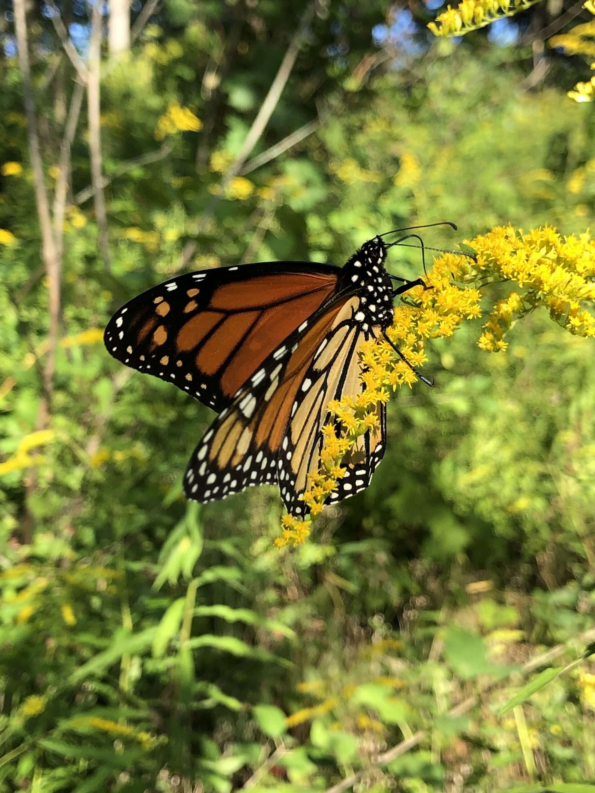 Do You Know How to Align Yourself with the 5th Season of the Year?