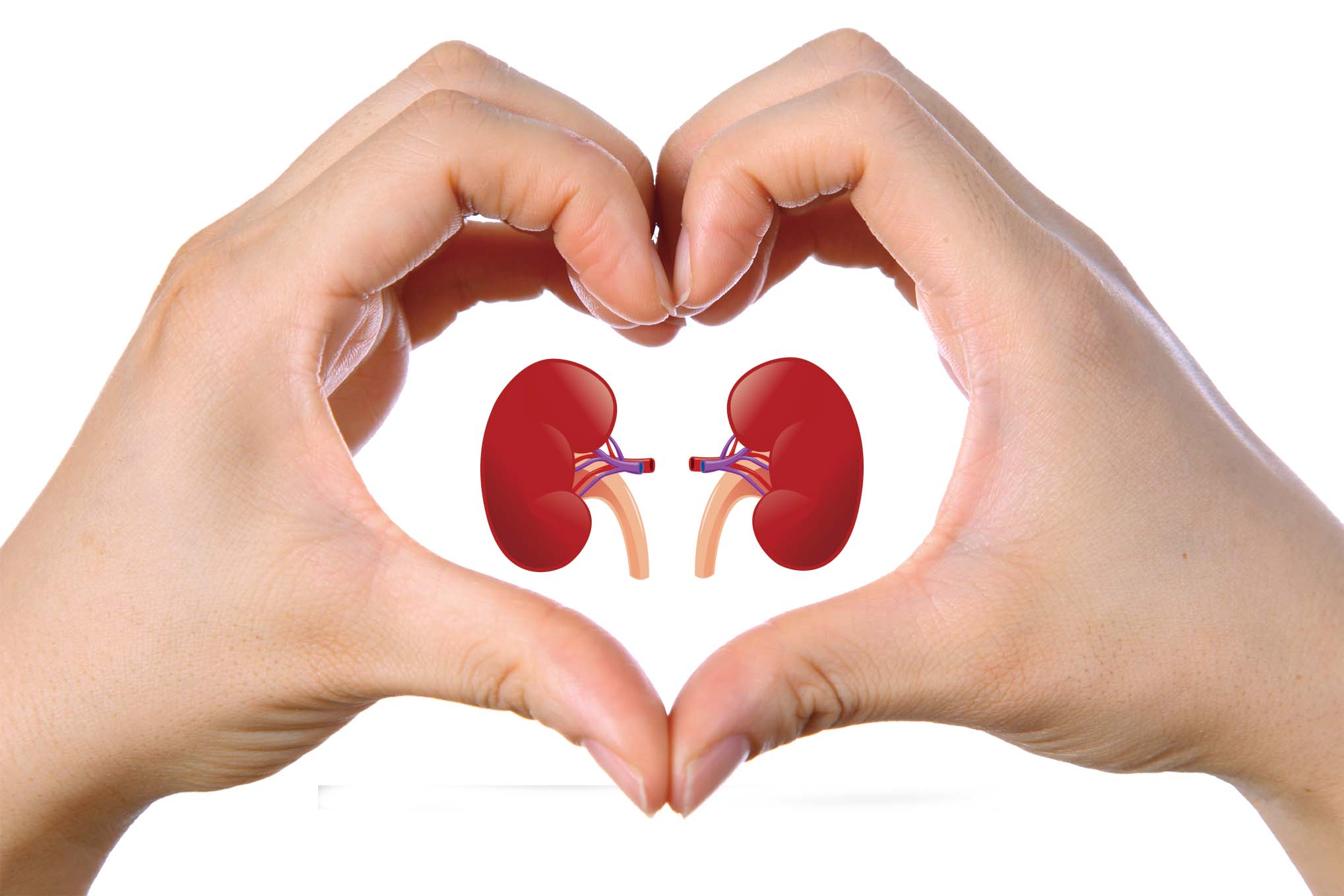 9 Things You Didn’t Know About Your Kidneys